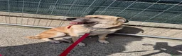 Meticcio cani in regalo: Raja, un'equilibrata meticcia di circa 5 anni - Annuncio 14