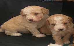 Barboncino cani in vendita: Barboncino, nuova cucciolata in casa a Città Metropolitana di Napoli - Immagine 9