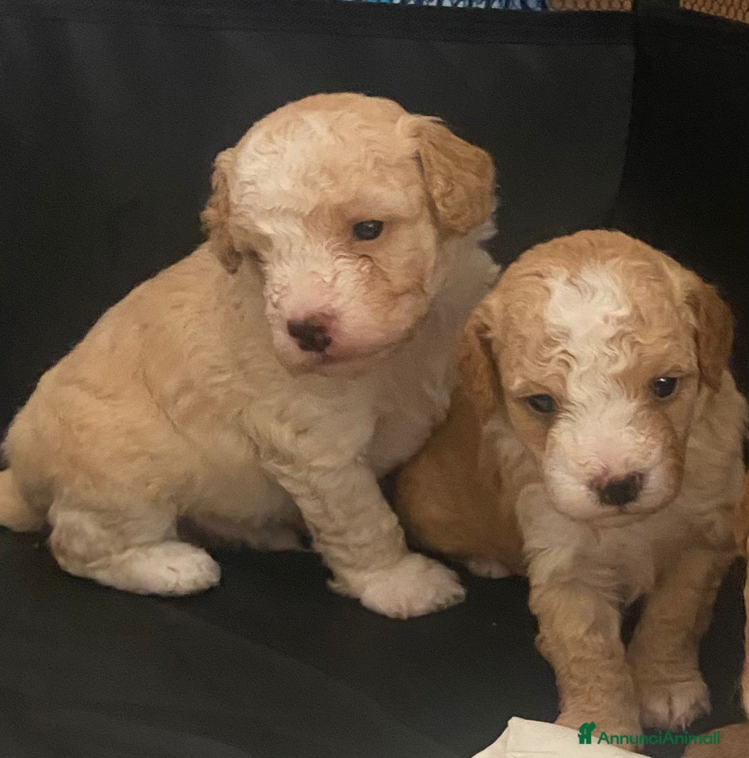 Barboncino cani in vendita: Barboncino, nuova cucciolata in casa a Città Metropolitana di Napoli - Immagine 9