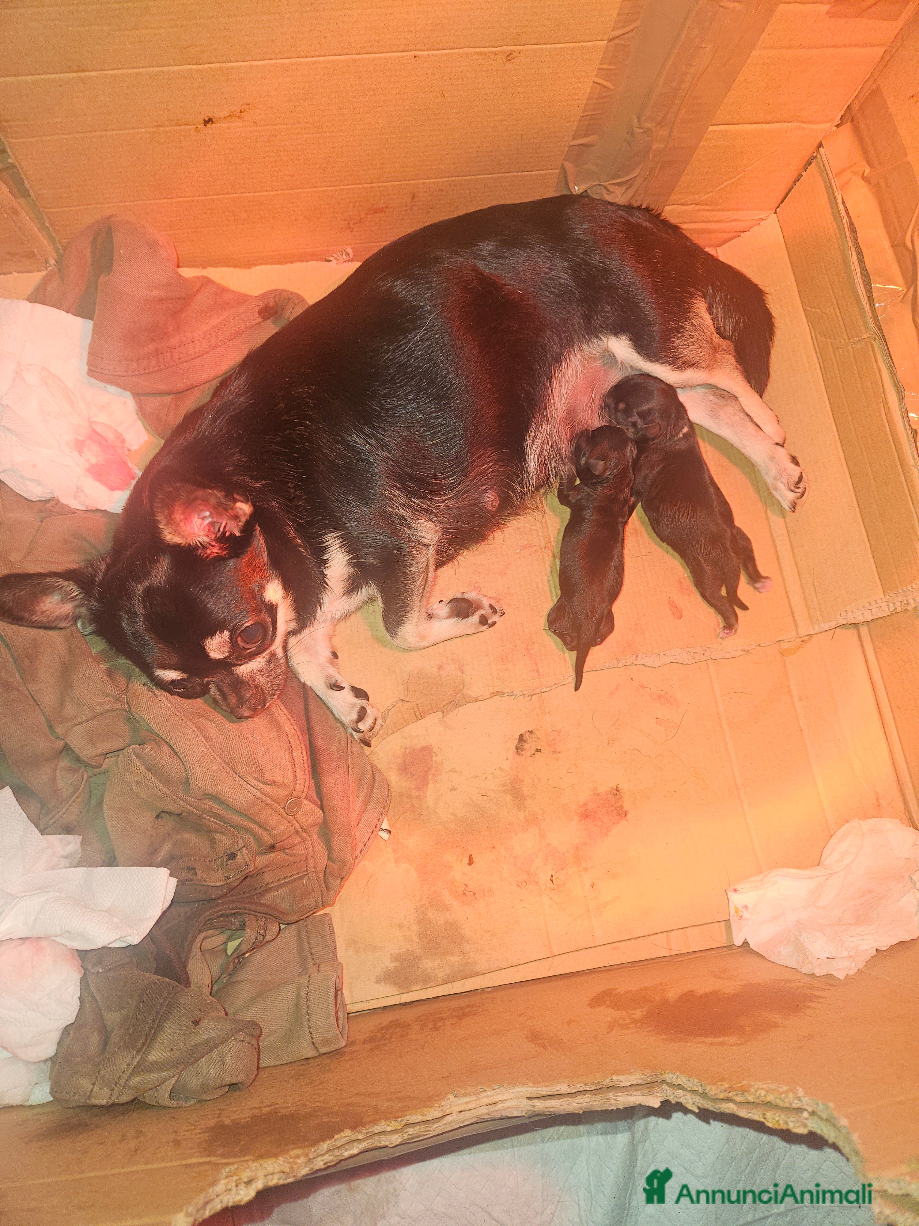 Chihuahua cani Chihuahua mini - Annuncio 2