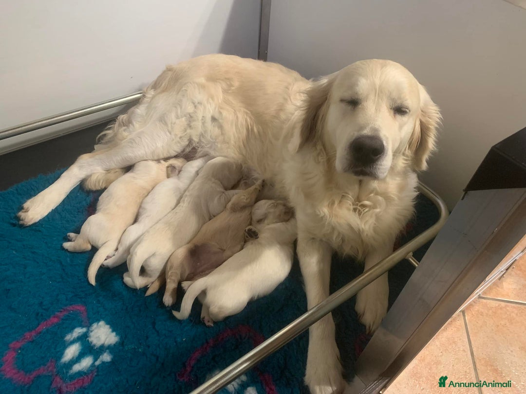 Golden Retriever cani in vendita: Golden Retriever Linea Inglese - Annuncio 1