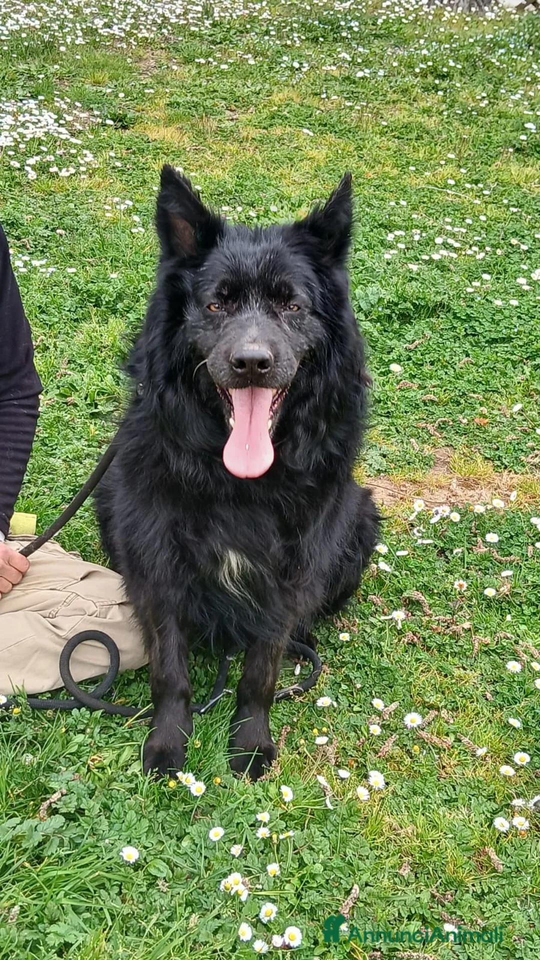 Meticcio cani in regalo: NONNO NERONE HA BISOGNO DI TE, ADOZIONE A DISTANZA - Annuncio 4