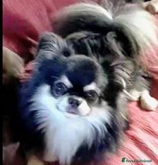 Max