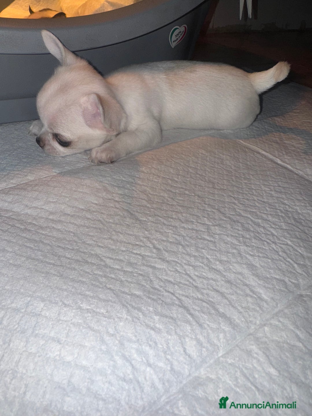 Chihuahua cani in vendita: Cucciole di chihuahua - Annuncio 10