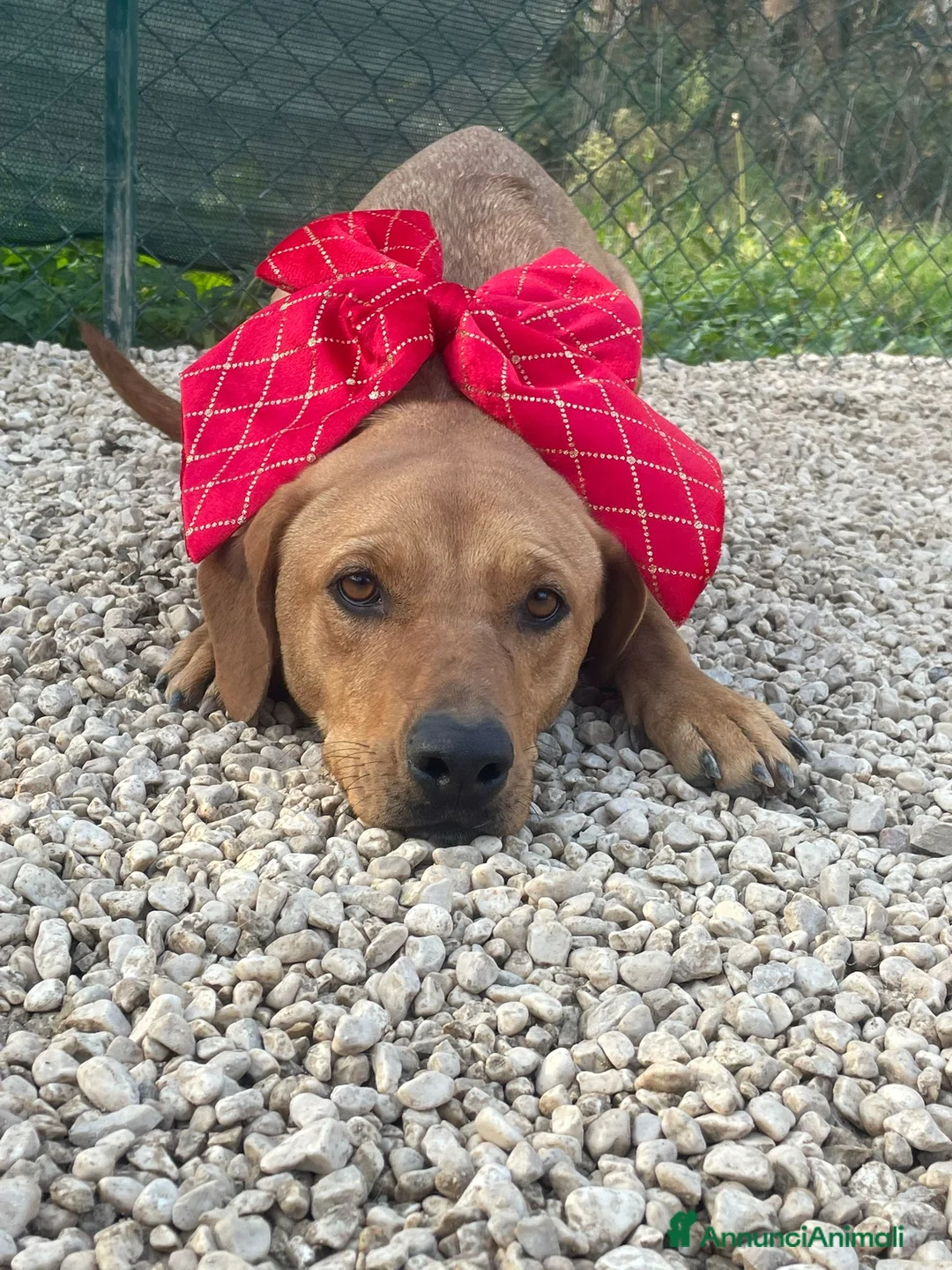 Meticcio cani in regalo: LA TENERA AMERICA - Annuncio 3