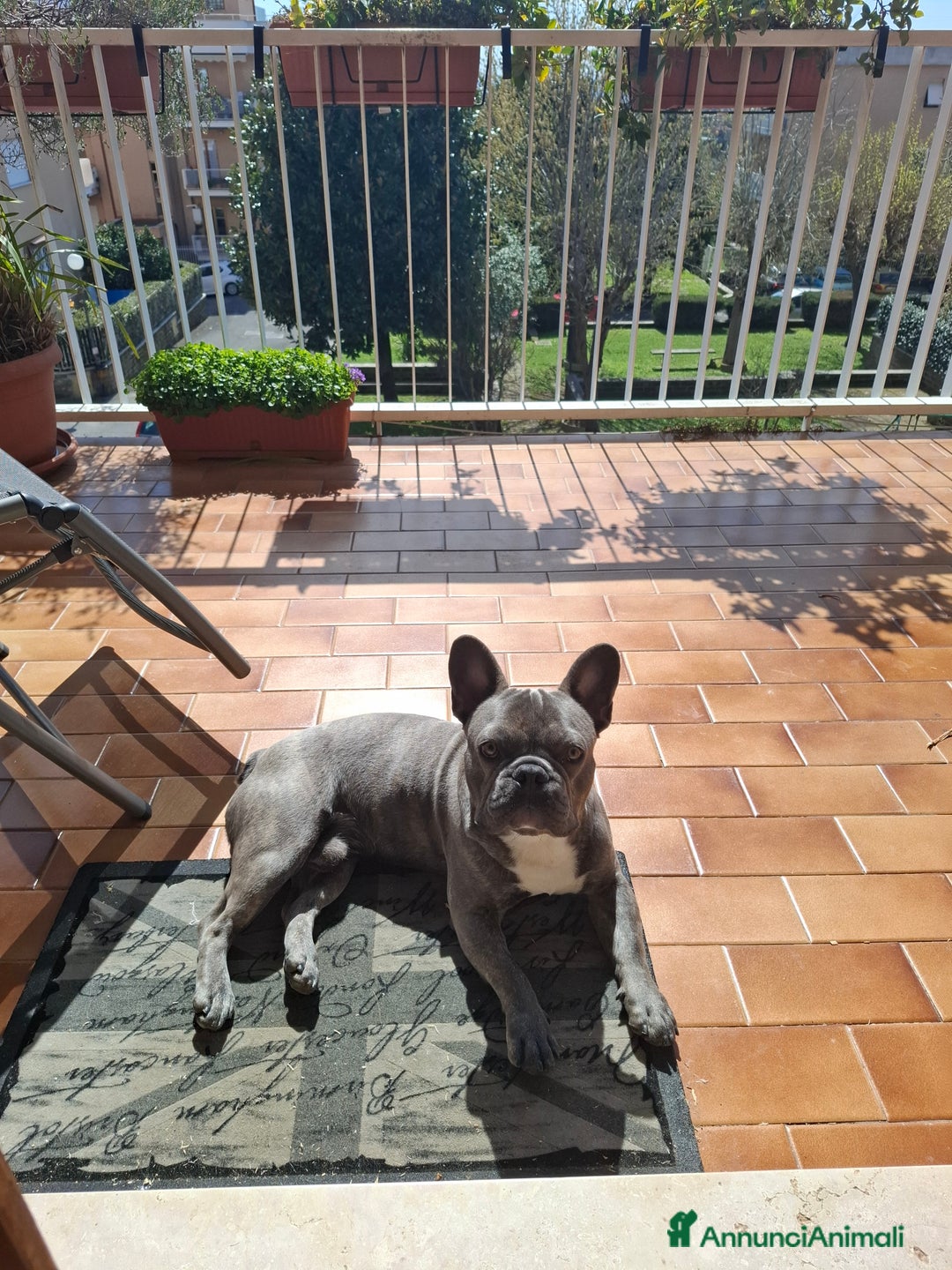 Bulldog Francese cani per accoppiamento:  Ciccio Maschio Bulldog Francese Cerca Femmina - Annuncio 8