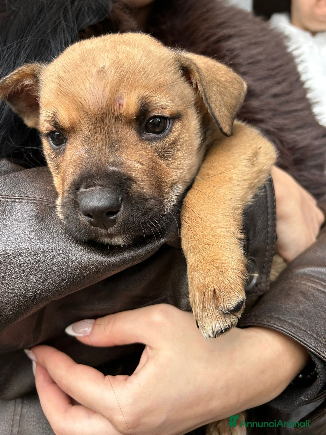 Meticcio cani in regalo: SPLENDIDO CUCCIOLOTTO - Annuncio 9