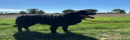 Meticcio cani in regalo: COCO mix SETTER cerca casa - in adozione - Annuncio 5