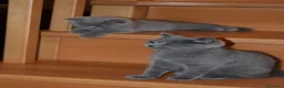 Scottish gatti in vendita: Scottish Fold e Straight con pedigree - Annuncio 6