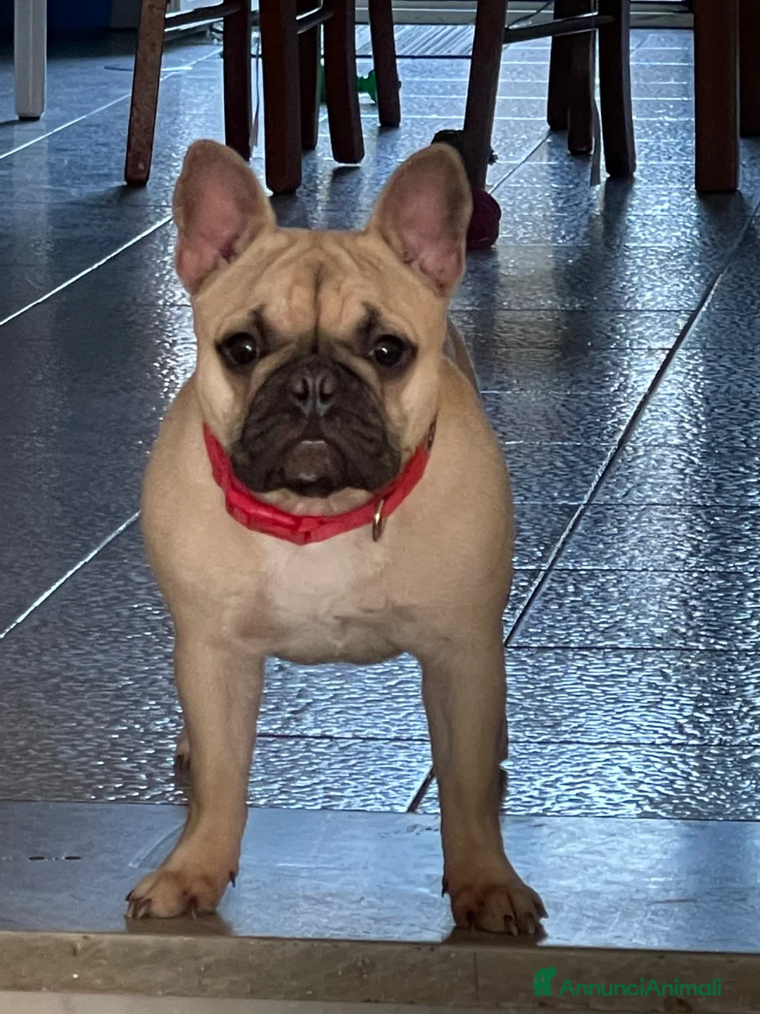 Bulldog Francese cani in vendita: Bulldog francese  a Provincia di Salerno - Annuncio 2