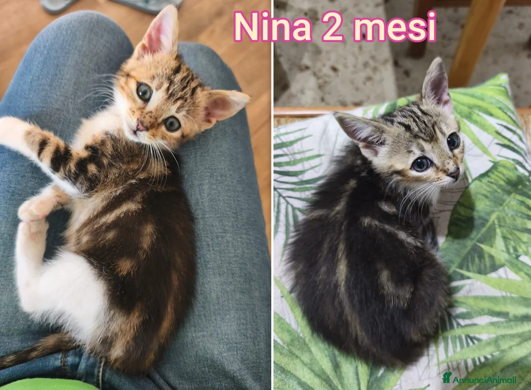 Altre razze gatti in regalo: GATTINI ABBANDONATI: EMERGENZA  a Città metropolitana di Milano - Annuncio 1