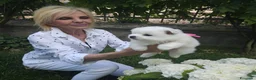 Volpino Italiano cani in vendita: Cuccioli di Volpino Italiano - Annuncio 13