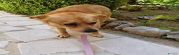 Meticcio cani in regalo: Luigi dolcissimo cagnolino taglia piccola  - Annuncio 4