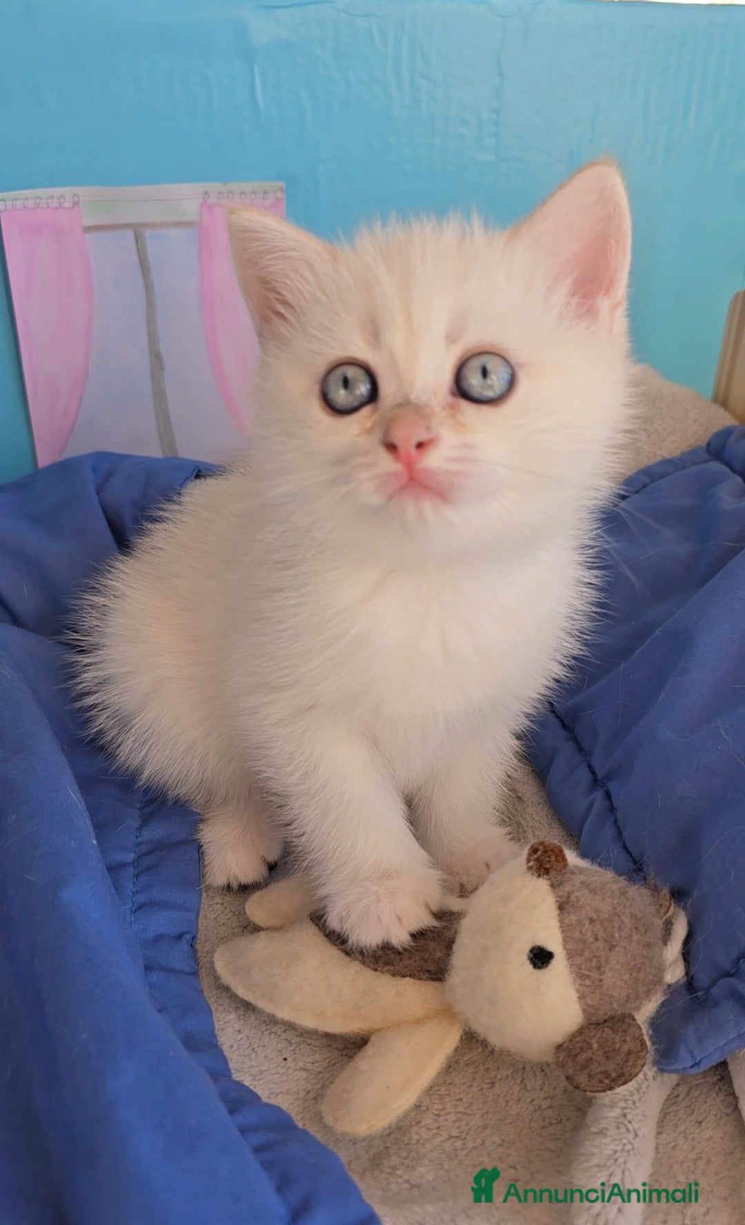 British gatti in vendita: Cuccioli british shorthair  - Annuncio 4