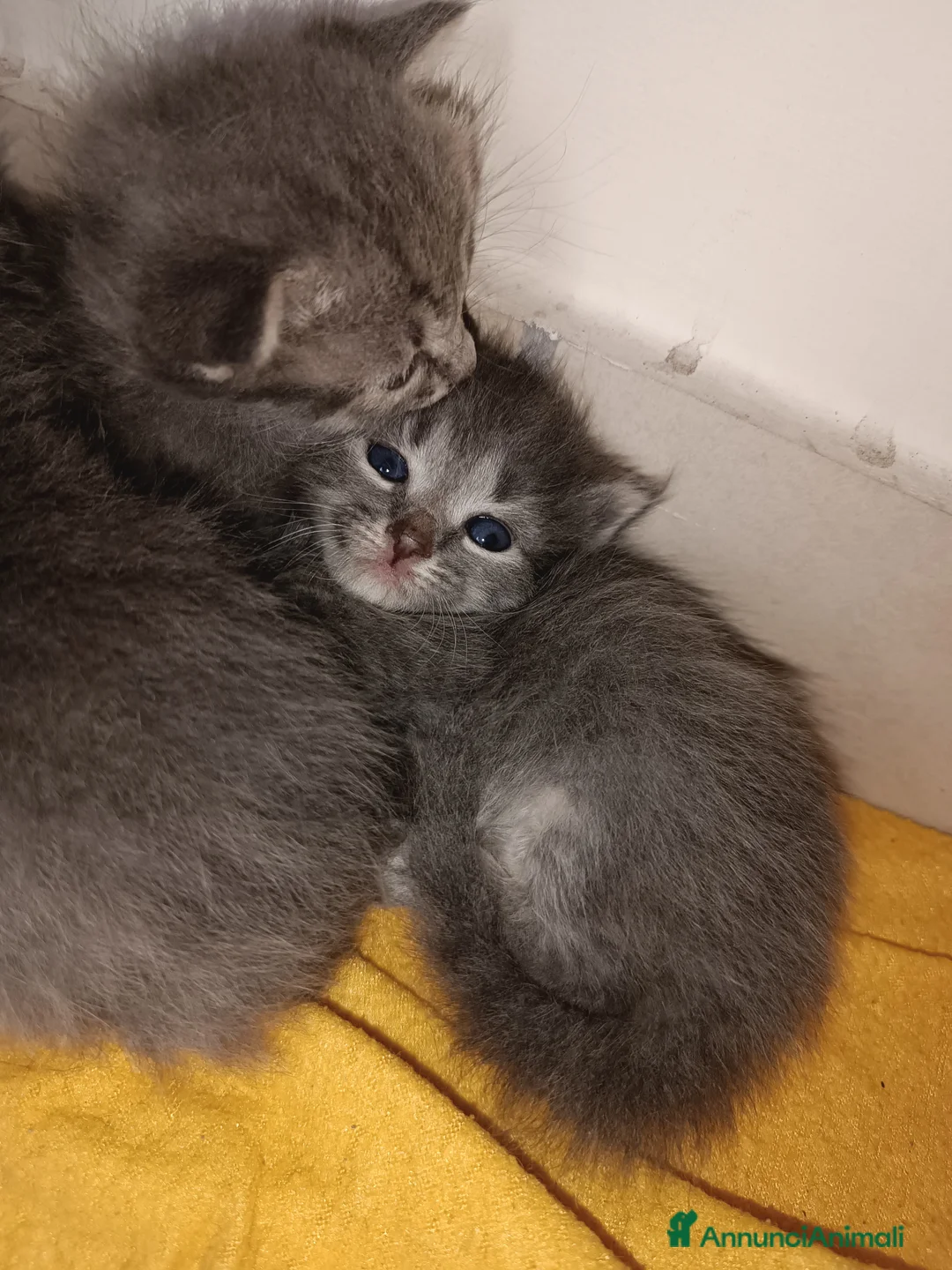 Certosino gatti in vendita: Gattini - Annuncio 2