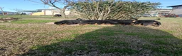 Rottweiler cani in vendita: Rottweiler  a Provincia di Modena - Annuncio 4