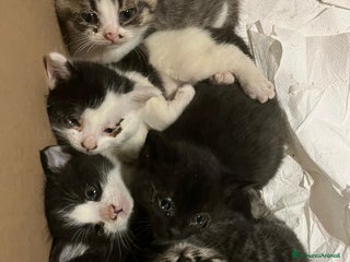 Meticcio gatti Un grido dal cantiere - Annuncio 4