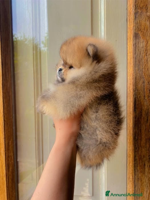 Volpino Pomerania cani Mini orsetto Pomerania selezionato con Pedigree - Annuncio 8