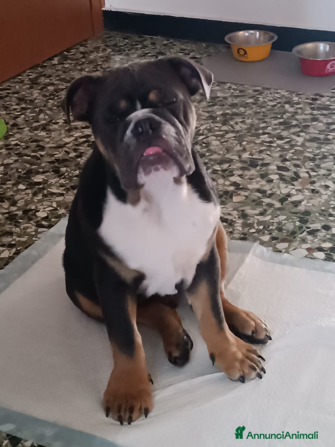 Meticcio cani in vendita: bulldog inglese senza pedigree - Annuncio 7