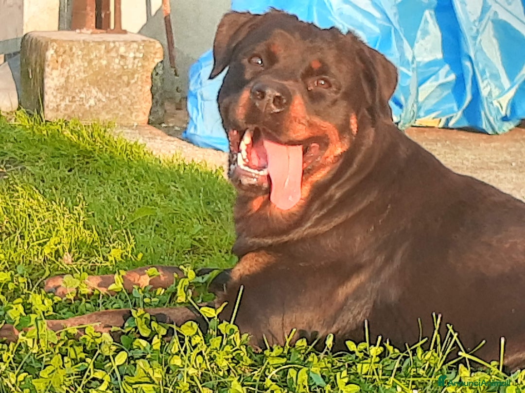 Immagine della galleria {{count}}