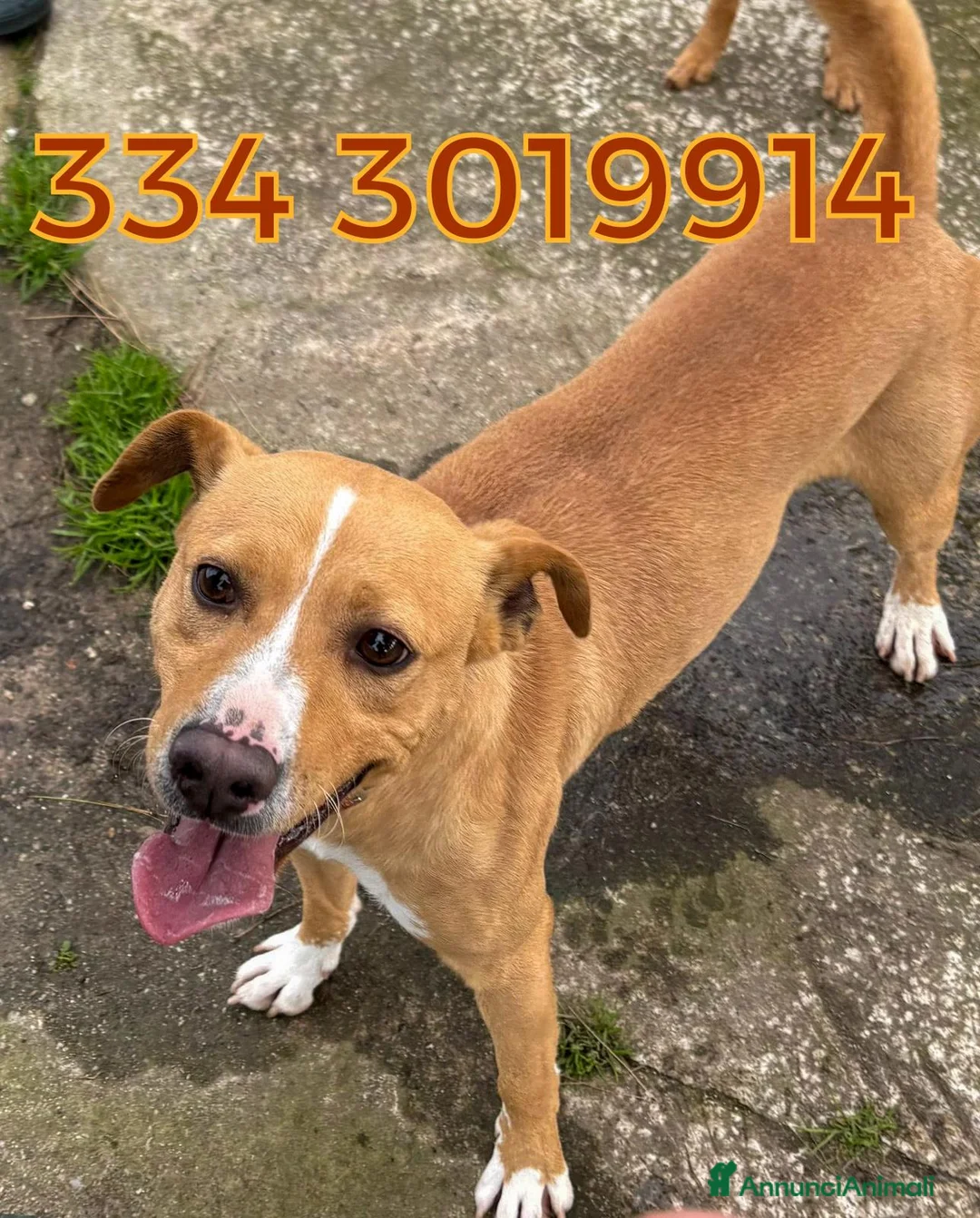 Meticcio cani in regalo: SPILLO 💙 - piccola taglia, gigante personalità 😂 a Provincia di Alessandria - Annuncio 2