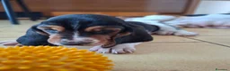 Bassethound cani in vendita: Cucciolata Bassethound  a Città metropolitana di Milano - Annuncio 7