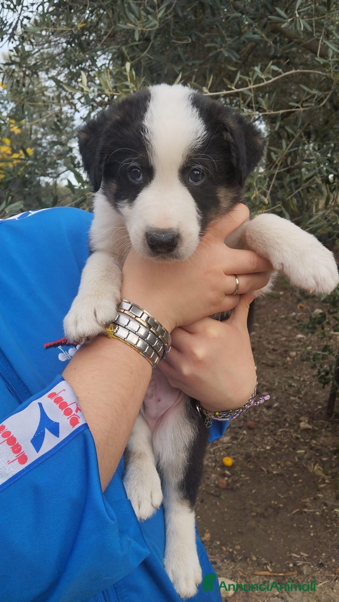 Altre razze cani in regalo: Cuccioli futura taglia media cercano adozioni  - Annuncio 1