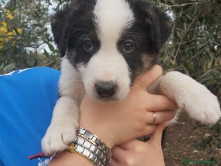 Altre razze cani Cuccioli futura taglia media cercano adozioni - Annuncio 31