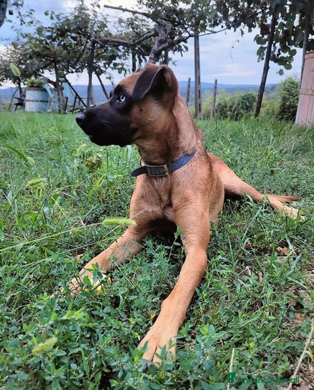 Meticcio cani in regalo: BLU buono con le persone. No cani! - Annuncio 2