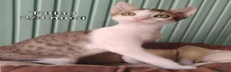 Altre razze gatti in regalo: GATTINI ABBANDONATI: URGENTE  a Città Metropolitana di Torino - Annuncio 4