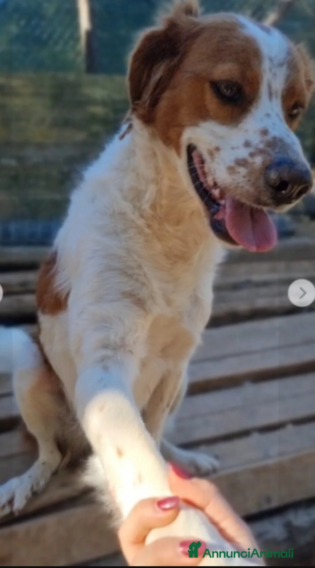 Meticcio cani in regalo: Mix Breton 3anni da randagio al canile.SOS FOGGIA a Città metropolitana di Milano - Annuncio 4