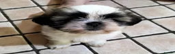 Shih Tzu cani in vendita: Cucciolo di shitzu  - Annuncio 1