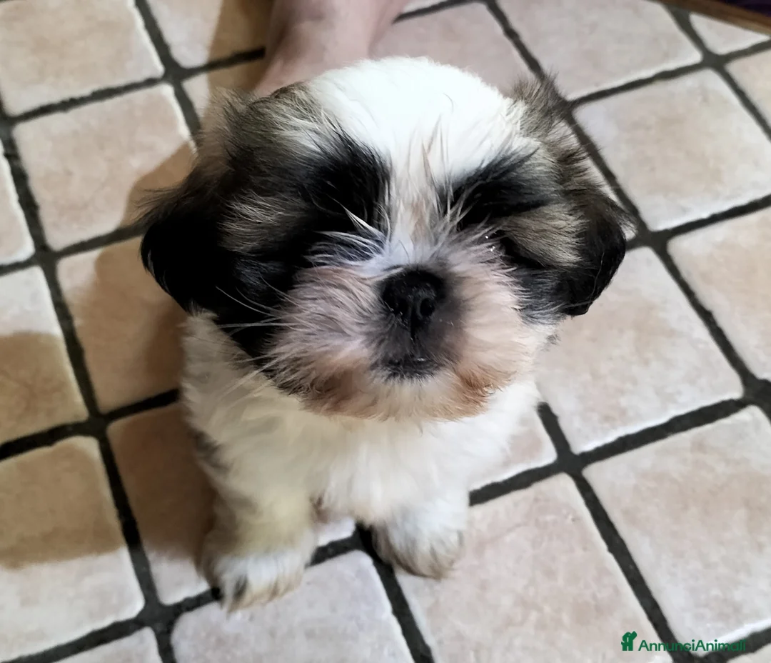 Shih Tzu cani in vendita: Cucciolo di shitzu  - Annuncio 1