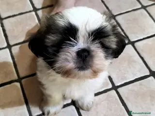 Shih Tzu cani Cucciolo di shitzu - Annuncio 1
