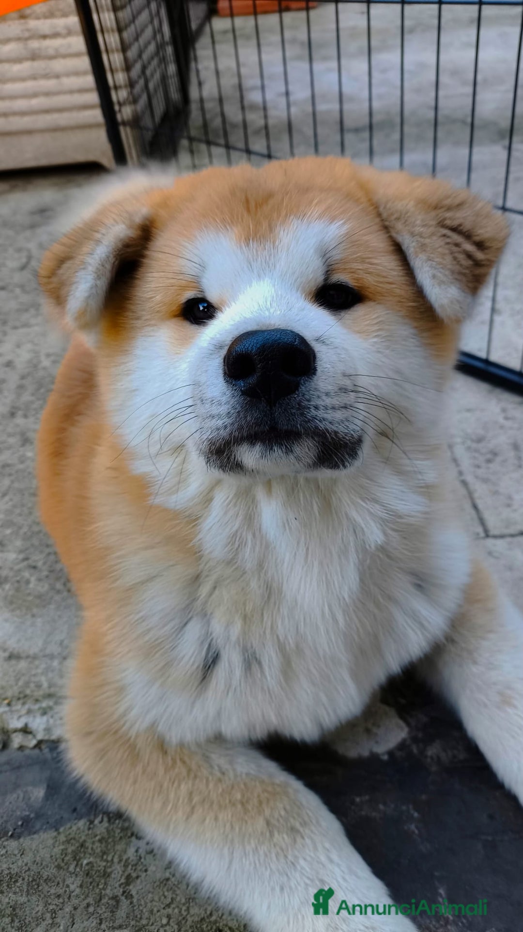 Akita Inu cani in vendita: Cuccioli Akita inu - Annuncio 2