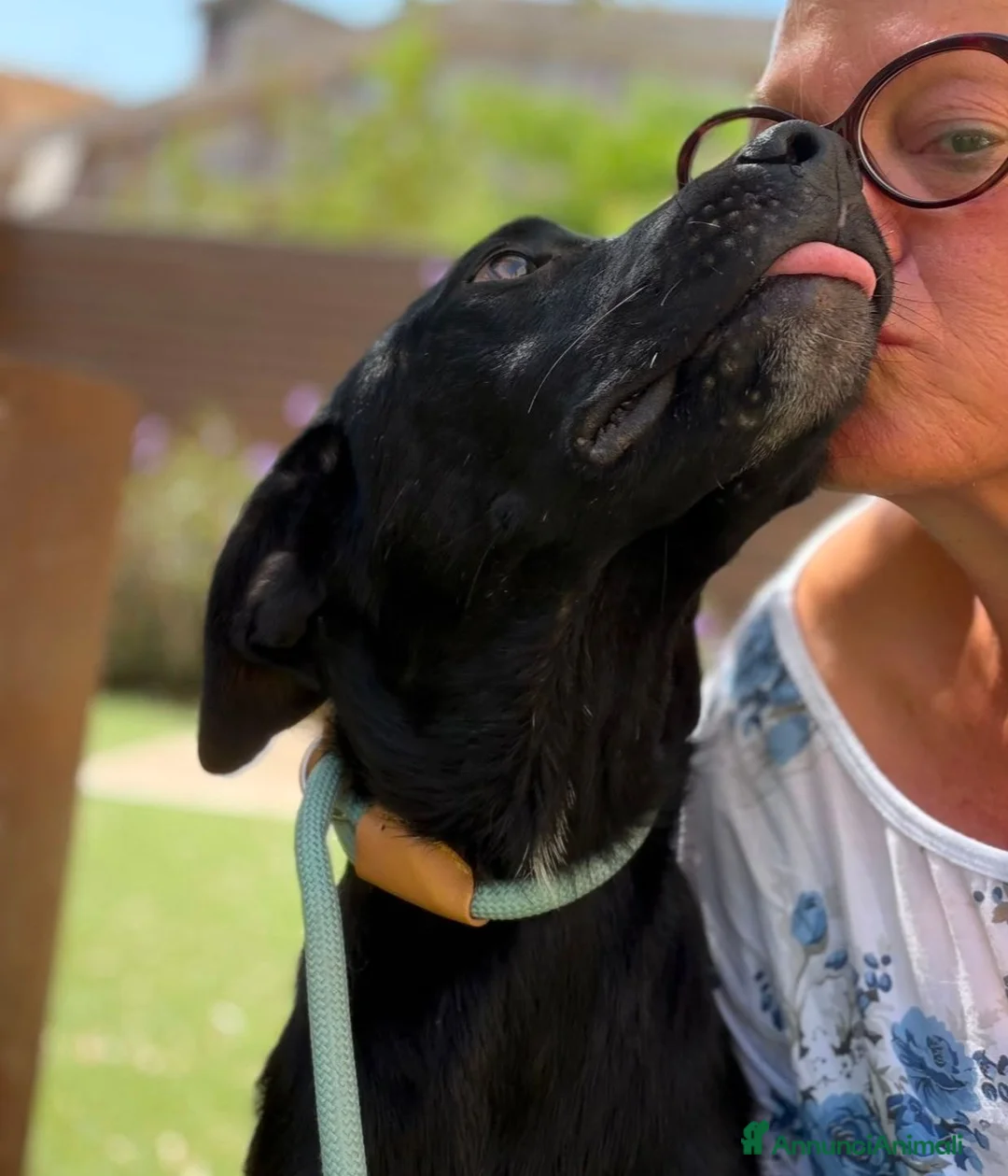 Meticcio cani in regalo: Thor 10mesi mix Labrador nessuno lo nota.SIRACUSA - Annuncio 2