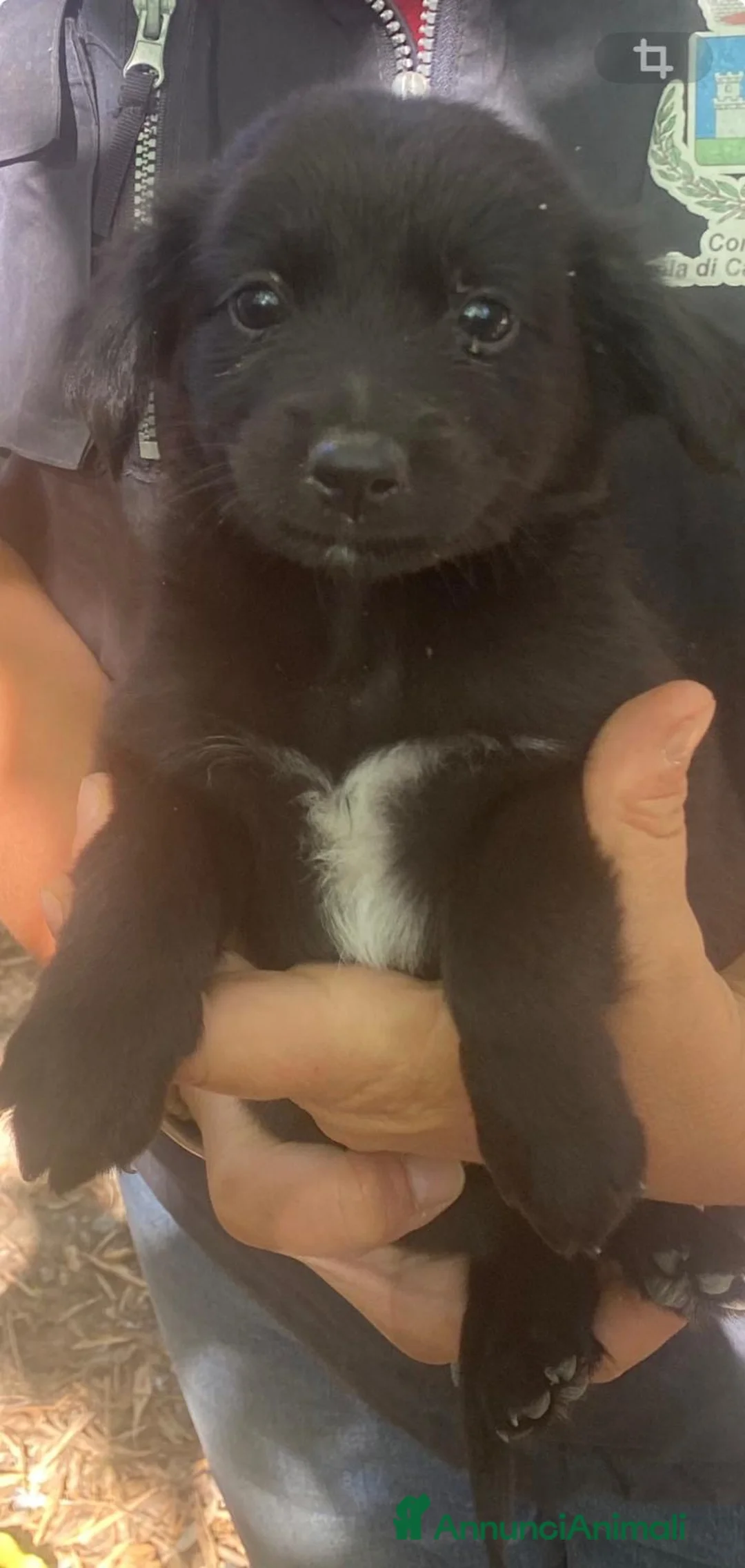 Meticcio cani in regalo:     CARAMELLA 🩷 UNA CASA NON L’HA MAI AVUTA 🙏🏻 a Provincia di Vercelli - Annuncio 2