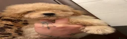 Barboncino cani in vendita: Cucciolo di barboncino  - Annuncio 3