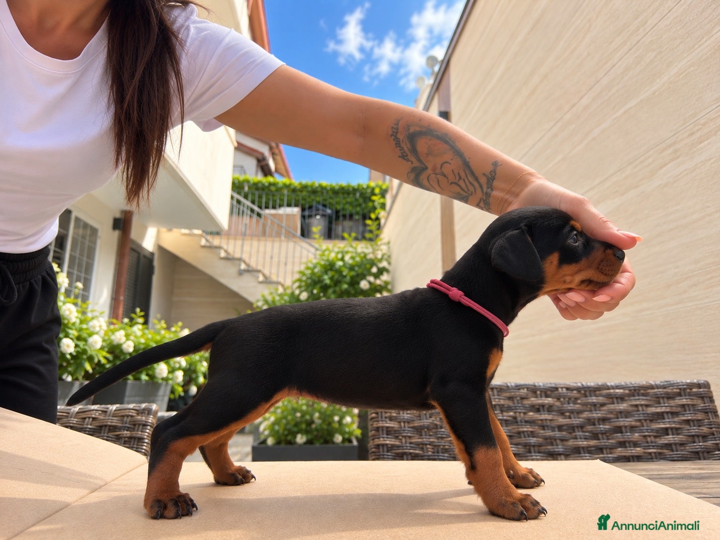 Pinscher Miniatura cani Pinsher cuccioli  - Annuncio 2