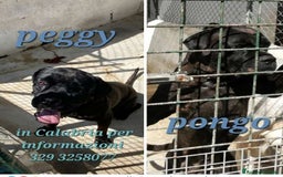 Cane Corso cani in regalo: 2 CORSO maschio e femmina in 1canilaccio da anni!! a Città metropolitana di Milano - Immagine 1