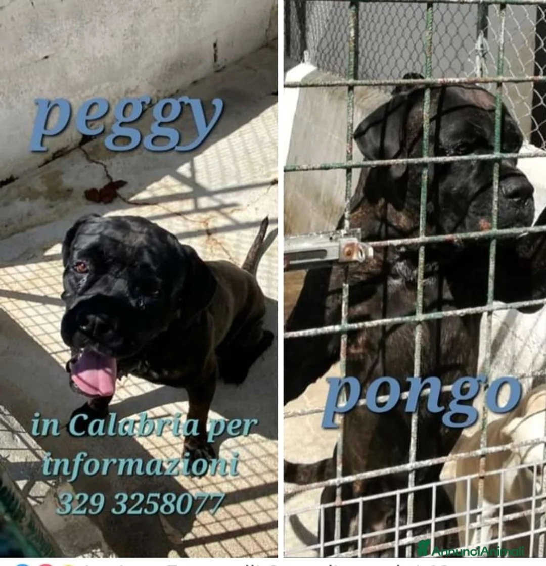 Cane Corso cani in regalo: 2 CORSO maschio e femmina in 1canilaccio da anni!! a Città metropolitana di Milano - Annuncio 1