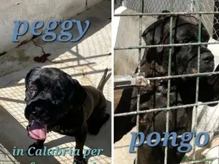 Cane Corso cani 2 CORSO maschio e femmina in 1canilaccio da anni!! a Città metropolitana di Milano - Annuncio 1