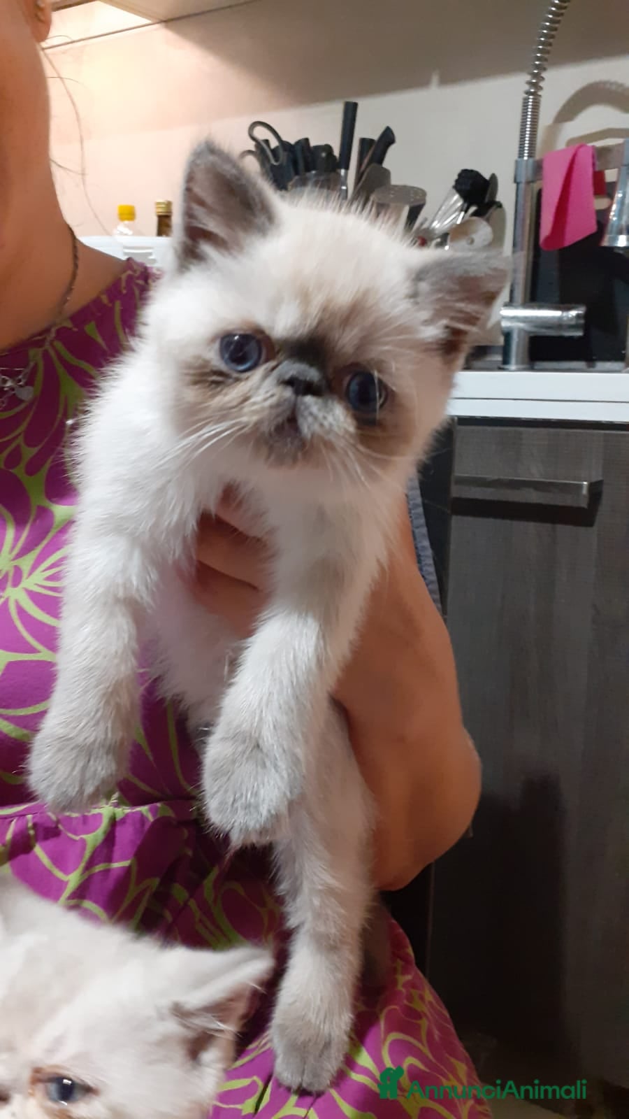 Exotic Shorthair gatti Exotic Shorthair  - Annuncio 2