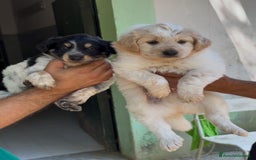 Meticcio cani in regalo: Cucciolo dolcissimo mix setter – tg medio-piccola a Città Metropolitana di Venezia - Immagine 5