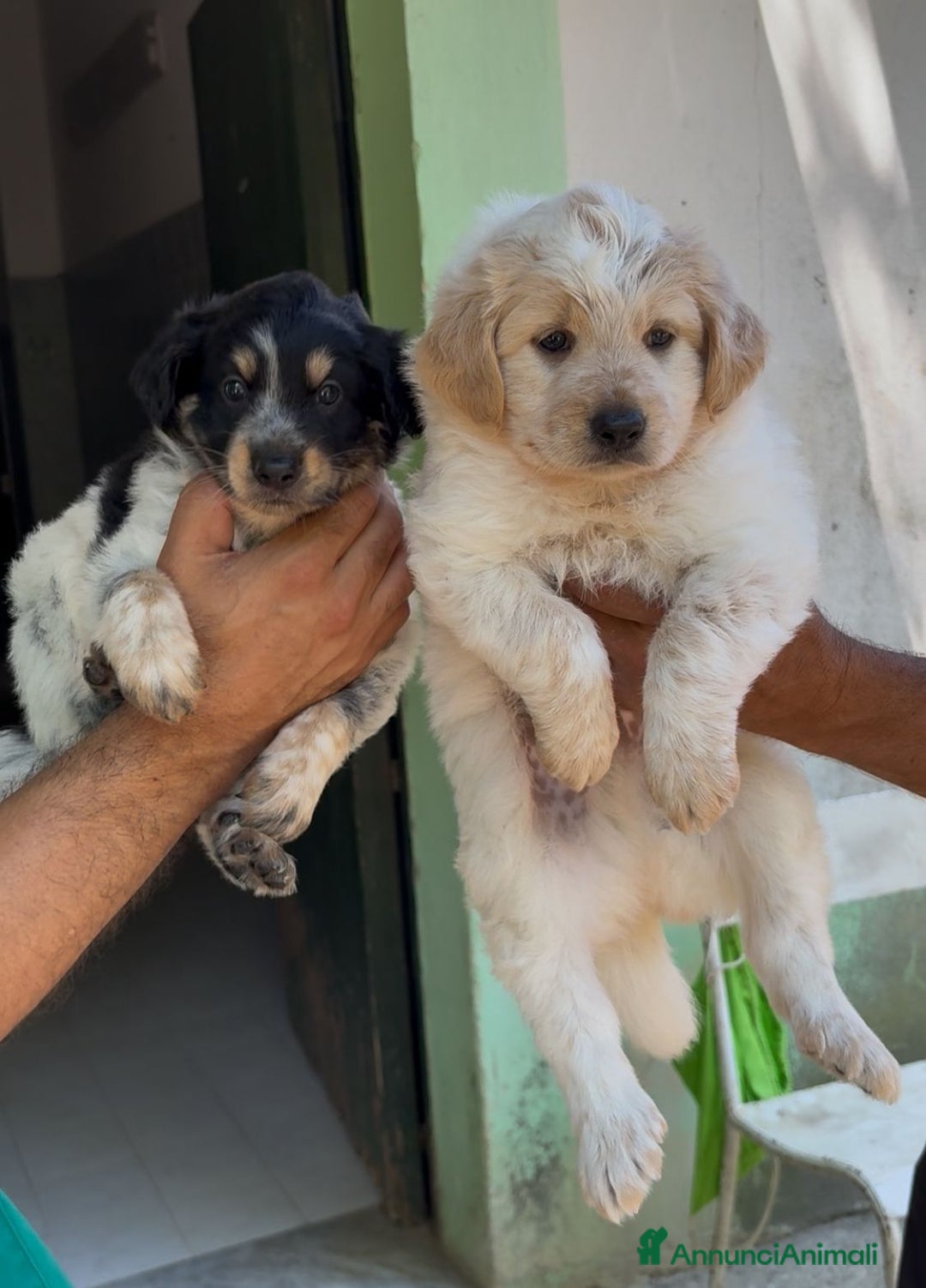 Meticcio cani in regalo: Cucciolo dolcissimo mix setter – tg medio-piccola a Città Metropolitana di Venezia - Immagine 5