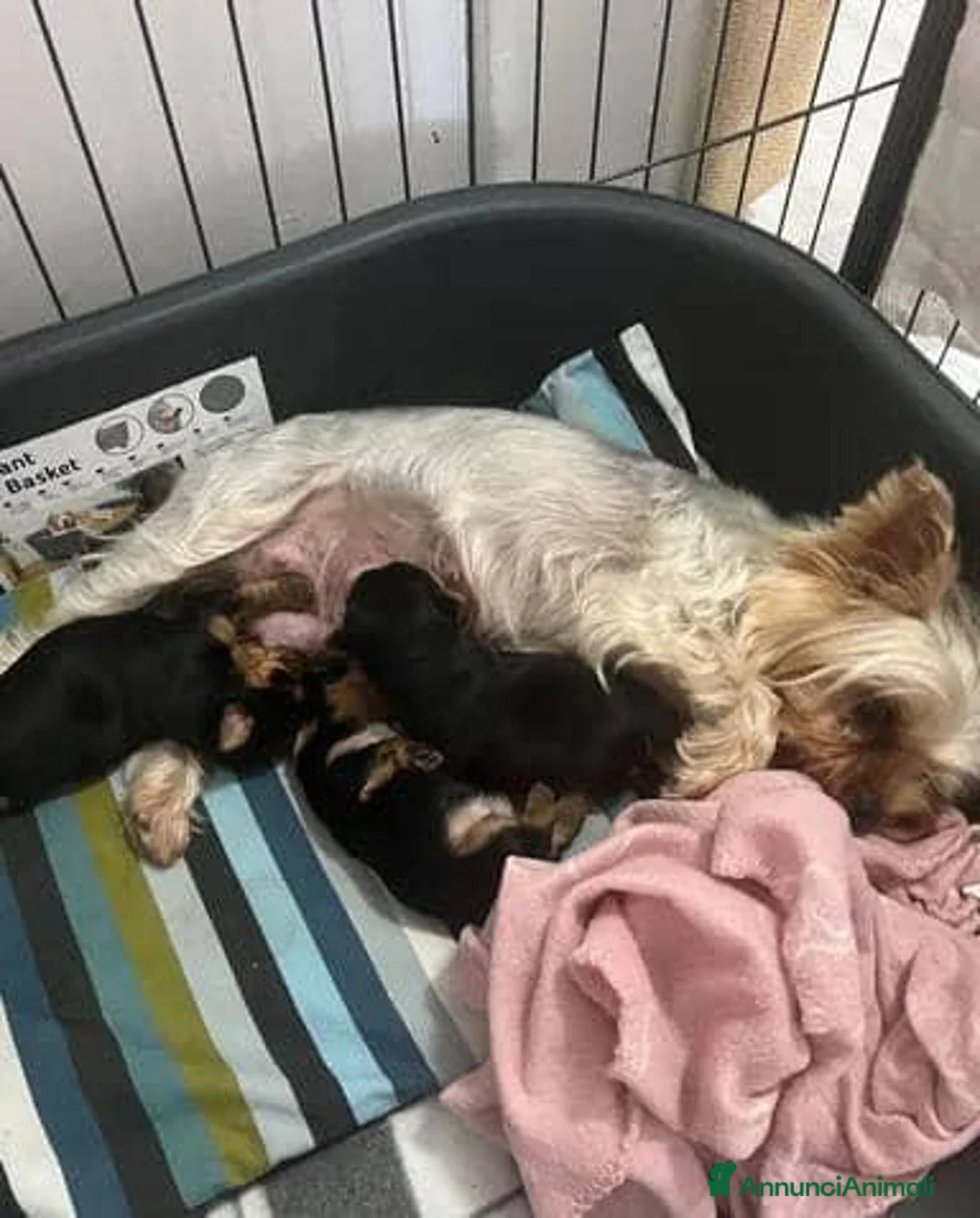 Yorkshire cani in vendita: Adorabili cuccioli di Yorkshire Terrier a Provincia di Verona - Annuncio 20