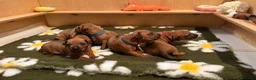 Rhodesian Ridgeback cani in vendita: Wid Gees Litter - Annuncio 8