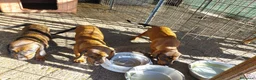 Alpenlaendische Dachsbracke cani in vendita: Vendo cuccioli Alpenlaendische Dachsbracke a Città metropolitana di Roma Capitale - Annuncio 2