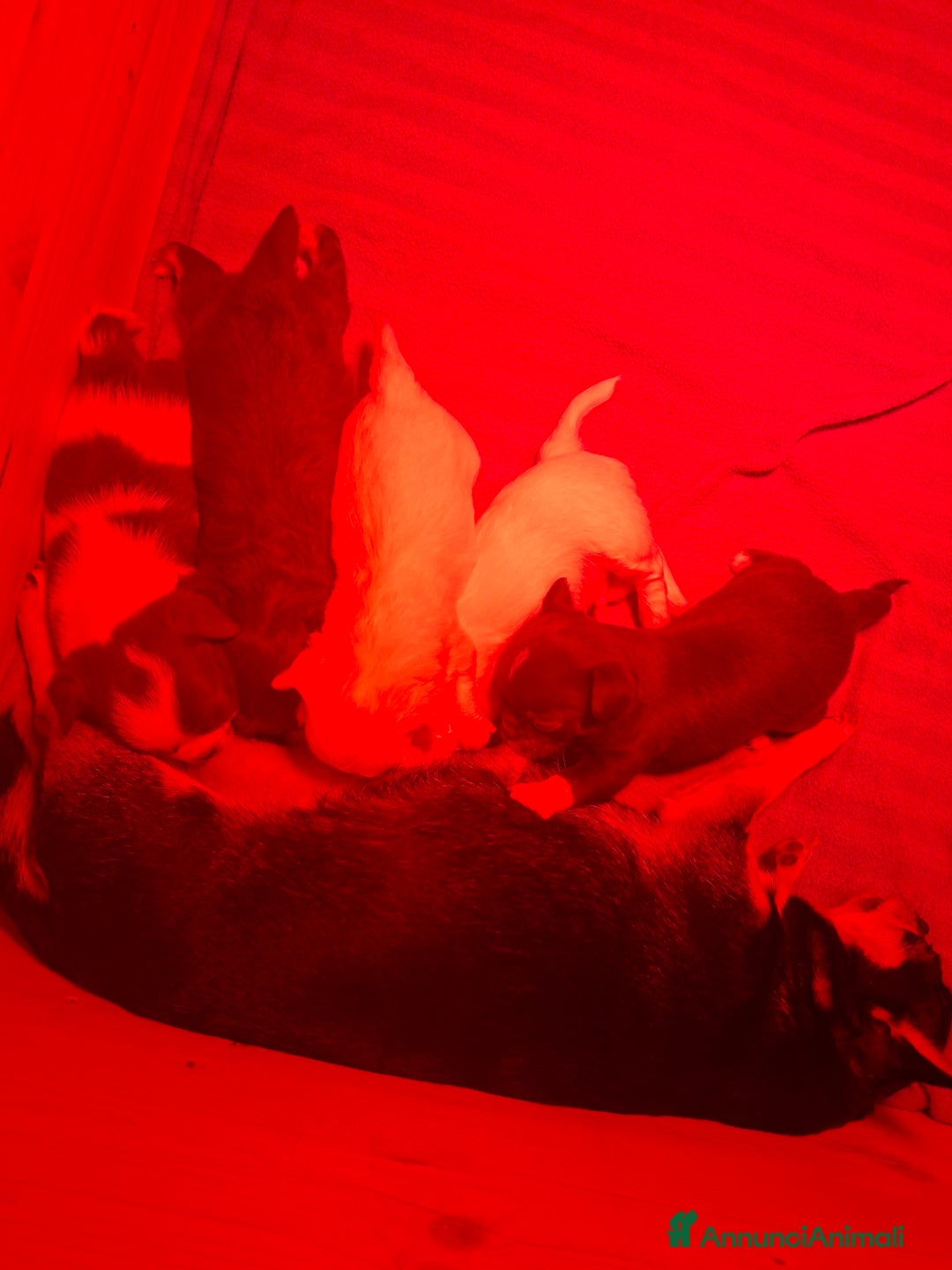 Chihuahua cani in vendita: Femmine chihuahua pelo lungo tg mini  - Annuncio 5