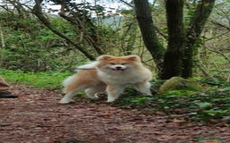 Akita Inu cani in vendita:  Maschio Pelo Lungo a Provincia di Vicenza - Immagine 5